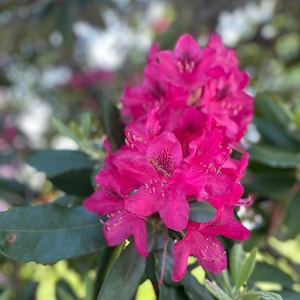 Professional Photograph of Beautiful MAGENTA/PINK Rhododendron FLOWER