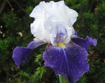 Professional Photograph of an exceptionally EXQUISITE PURPLE IRIS flower from our garden!