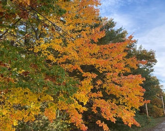 Fall Foliage Tree near Lake With Bright Blue Sky