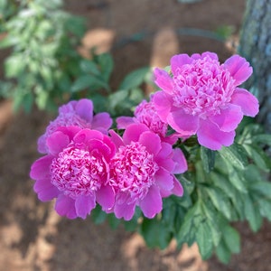 Professionelle Fotografie von Pinken PEONY Blumen!
