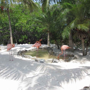 Professional Photograph of AMAZING FLAMINGOS on the ARUBA Beach!