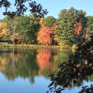 Professionelle Fotografie von Herbstlaub Landschaft mit REFLEKTION im SEE!