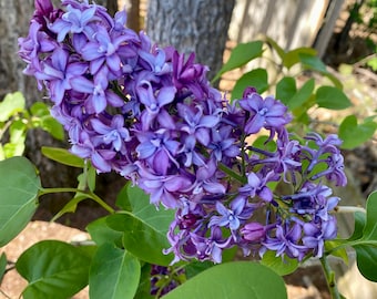Professional Photograph of a Purple LILAC FLOWER in Full Bloom - Gorgeous!
