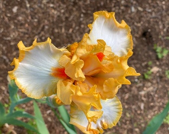 Professional Photograph of an Exquisite Unique WHITE/ORANGE IRIS flower with Hints of Red!- Love this !