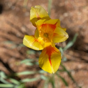 Professional Photograph of EXQUISITE YELLOW & RED Iris from my garden!