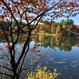 Professional Photograph of Spectacular FOLIAGE in NEW HAMPSHIRE!