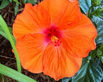 Professional Photograph of BRIGHT ORANGE HIBISCUS Flower with Clear Center pistils