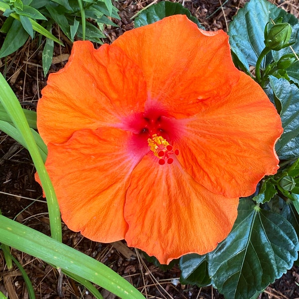 Bright. Orange Hibiscus Flower with Clear Center Pistils