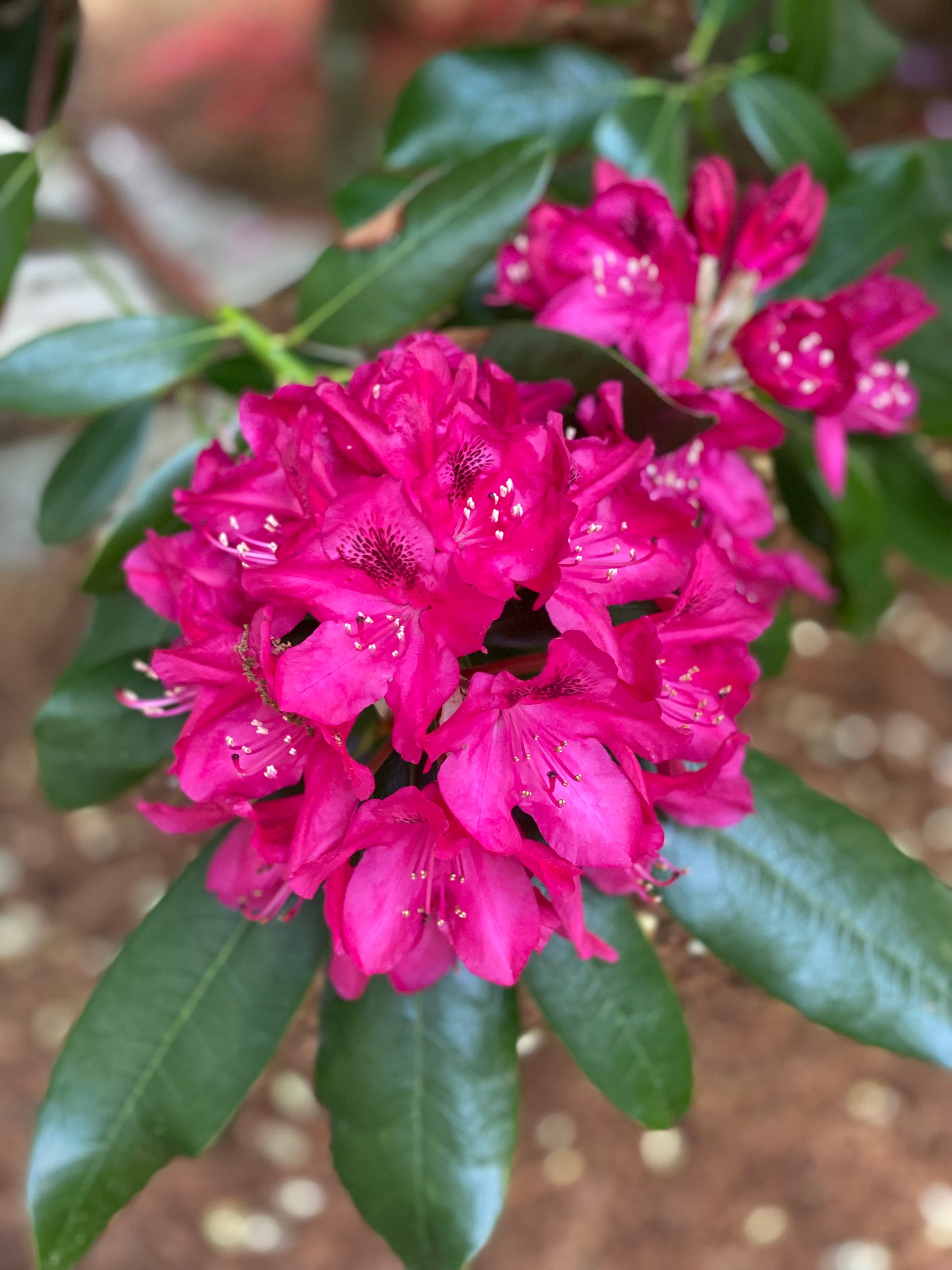 Professional Photograph of MAGENTA Rhododendron Flower - Full Bloom Gorgeous