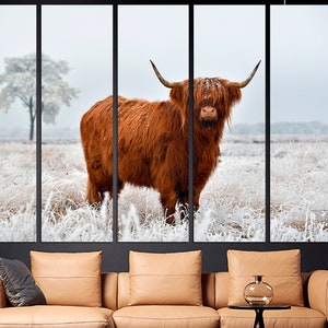 K&ouml;nnte beinhalten: Eine braune Highland-Kuh steht auf einem schneebedeckten Feld. Die Kuh hat langes, zotteliges Fell und gro&szlig;e H&ouml;rner. Das Feld ist mit Frost und Schnee bedeckt.