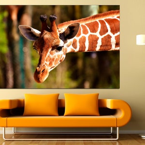 May include: A close-up of a giraffe's head and neck, with a blurred background of trees. The giraffe has a brown and white patterned coat and is looking directly at the camera.