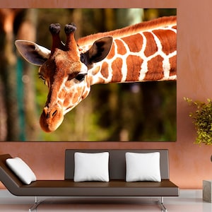 May include: A close-up of a giraffe's head and neck. The giraffe has a brown and white patterned coat. The giraffe's head is tilted slightly to the side, and its eyes are looking directly at the camera.