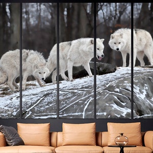 Puede incluir: Tres lobos blancos caminan sobre una superficie rocosa y nevada en un entorno boscoso. Los lobos est&aacute;n en fila, con el de atr&aacute;s mirando a la c&aacute;mara.