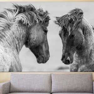 May include: Black and white photograph of two horses facing each other. The horses have long, flowing manes and tails. The background is blurred.