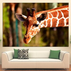 May include: A close-up of a giraffe's head and neck, with a brown and white patterned coat. The giraffe is looking directly at the camera, with its long neck bent down. The background is blurred, showing green foliage.