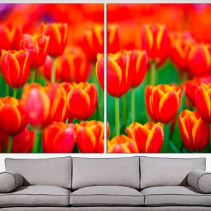 May include: A close-up image of a field of red and yellow tulips. The tulips are in focus, while the background is blurred.