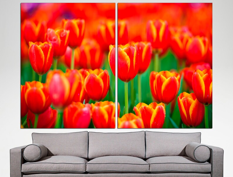 May include: A close-up image of a field of red and yellow tulips. The tulips are in focus, while the background is blurred.