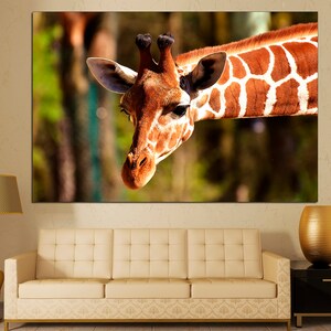 May include: Close-up of a giraffe's head and neck, showing its brown and white spotted pattern. The giraffe is looking directly at the camera with its long eyelashes and large brown eyes.