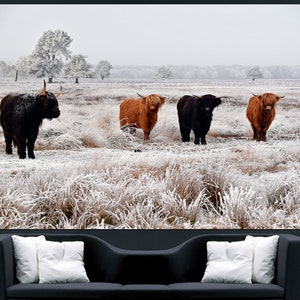 May include: Four Highland cattle stand in a snowy field. Two are brown and two are black. The cattle are looking at the camera. The field is covered in frost.