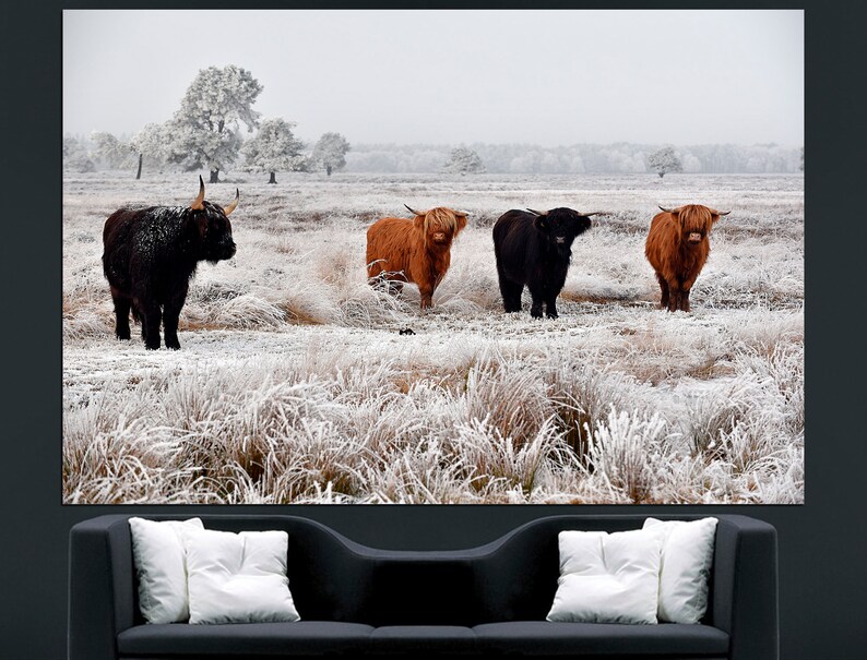 May include: Four Highland cattle stand in a snowy field. Two are brown and two are black. The cattle are looking at the camera. The field is covered in frost.