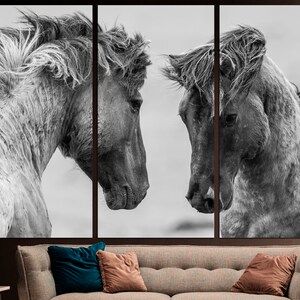 May include: Two black and white horses with their heads close together, looking at each other. The horses have long manes and tails, and their coats are textured. The background is a blurred white.