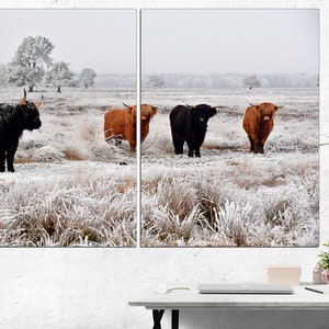 May include: Four Highland cattle stand in a snowy field. Two are brown and white, one is black, and one is brown. The cattle are standing in a field of long grass covered in frost.