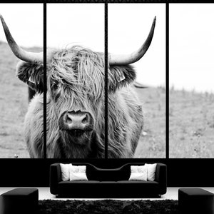 May include: Black and white photograph of a Highland cow with long, shaggy hair. The cow is looking directly at the camera with its horns pointing up.