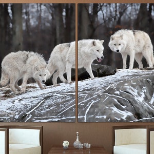 Puede incluir: Tres lobos blancos se paran en una roca nevada en un bosque de invierno. Los lobos se miran, y el que est&aacute; en frente saca la lengua.