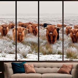 K&ouml;nnte beinhalten: Eine Gruppe brauner Highland-Rinder steht auf einem schneebedeckten Feld. Die Rinder blicken in die Kamera und haben langes, zotteliges Fell. Das Feld ist mit Schnee und Frost bedeckt.