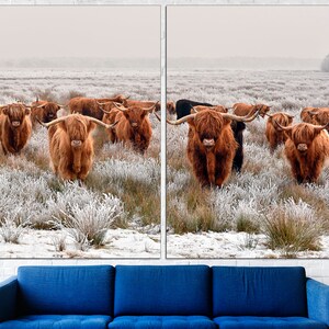 K&ouml;nnte beinhalten: Eine Herde brauner Highland-Rinder mit langem, zotteligem Fell steht auf einem schneebedeckten Feld. Die Rinder schauen direkt in die Kamera. Das Feld ist mit Frost und Schnee bedeckt.