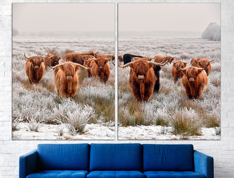 K&ouml;nnte beinhalten: Eine Herde brauner Highland-Rinder mit langem, zotteligem Fell steht auf einem schneebedeckten Feld. Die Rinder schauen direkt in die Kamera. Das Feld ist mit Frost und Schnee bedeckt.