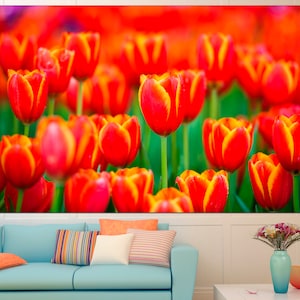 May include: A close-up image of a field of red and yellow tulips. The tulips are in full bloom and the petals are soft and delicate.