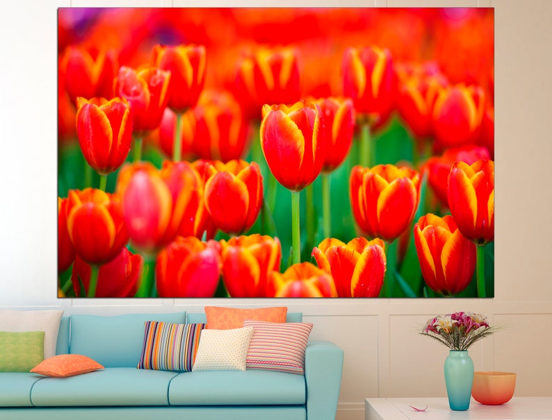 May include: A close-up image of a field of red and yellow tulips. The tulips are in full bloom and the petals are soft and delicate.