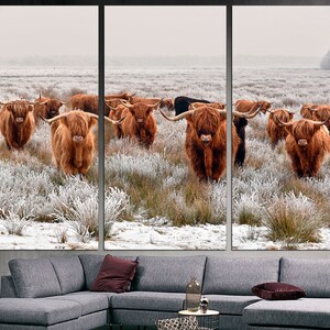 K&ouml;nnte beinhalten: Eine Gruppe brauner Highland-Rinder steht auf einem schneebedeckten Feld. Die Rinder blicken in die Kamera und haben langes, zotteliges Fell. Das Feld ist mit wei&szlig;em Schnee und Frost bedeckt.