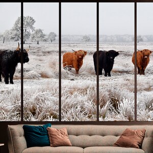 May include: Four Highland cattle stand in a snowy field. Two are brown and two are black. The cattle are looking at the camera. The field is covered in frost and snow.