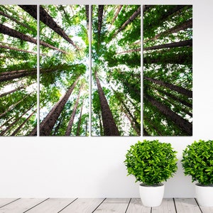 May include: A panoramic view of a forest with tall trees reaching up towards the sky. The trees are green and the sky is blue. The image is taken from a low angle, looking up at the trees.