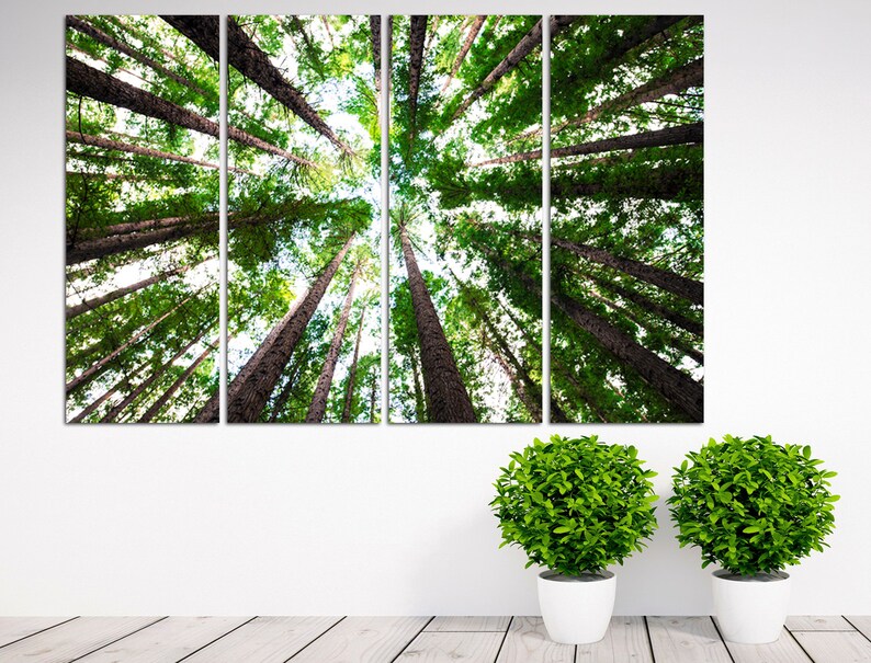 May include: A panoramic view of a forest with tall trees reaching up towards the sky. The trees are green and the sky is blue. The image is taken from a low angle, looking up at the trees.