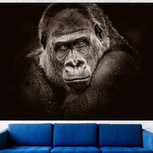 May include: A black and white photograph of a gorilla's face. The gorilla is looking directly at the camera with a serious expression. The background is dark.