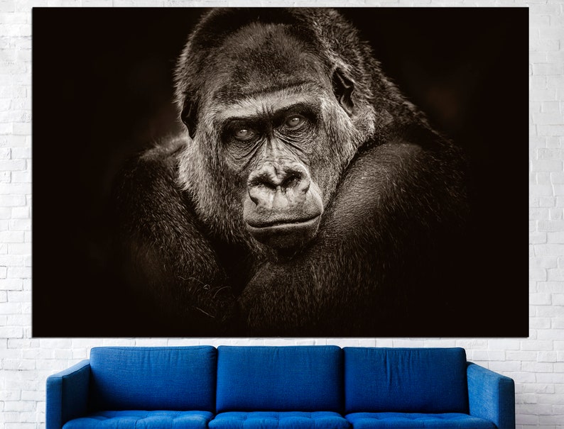 May include: A black and white photograph of a gorilla's face. The gorilla is looking directly at the camera with a serious expression. The background is dark.