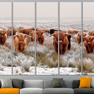 K&ouml;nnte beinhalten: Eine Gruppe brauner und wei&szlig;er Highland-Rinder steht auf einem schneebedeckten Feld. Die Rinder blicken in die Kamera und haben lange H&ouml;rner. Das Feld ist mit wei&szlig;em Frost bedeckt.