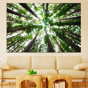 May include: A view looking up through a forest of tall, green trees with a bright blue sky visible in the background.