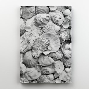 May include: A black and white photograph of a collection of seashells. The shells are arranged in a random pattern and are of various sizes and shapes.