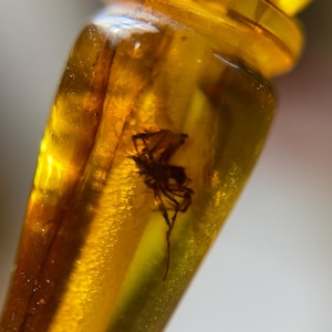 Naturlig baltisk bärnsten 17 g. INKLUDERAR INSEKT Spindel Islamisk böne-roskrans 33 fatpärlor Misbaha