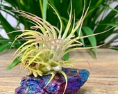 Chalcopyrite Air plant Tillandsia plant on Peacock ore crystal stone home office patio decor stones great gift idea