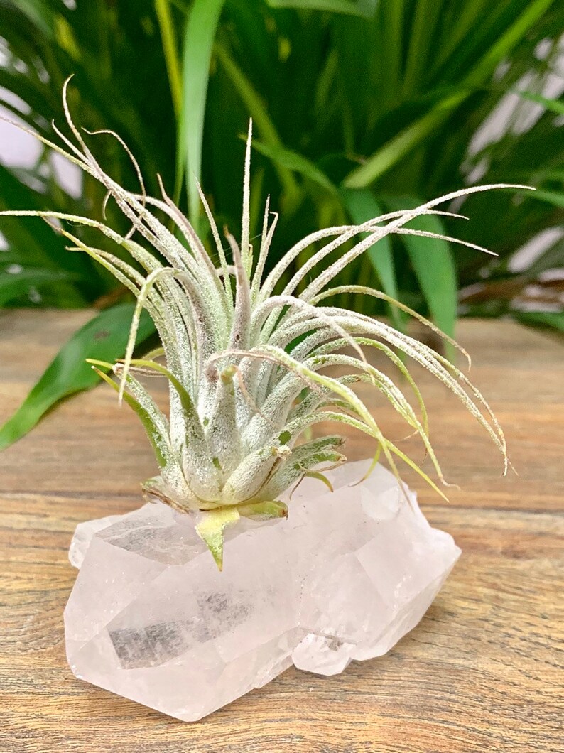 Clear Quartz crystal Air plant Tillandsia plant on crystal Etsy