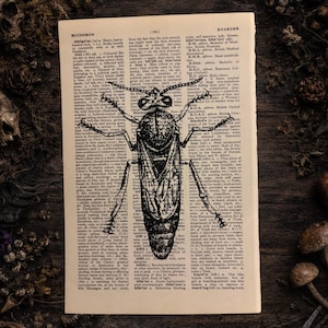 Antique Queen Bee Dictionary Page Art | Dark Cottagecore Natural History Print