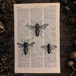 Antique Bee Dictionary Page Art | Dark Cottagecore Natural History Print