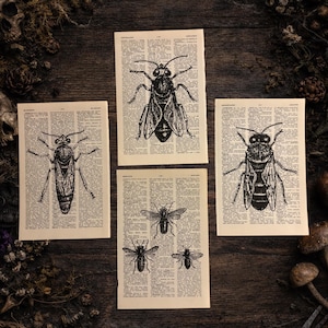 Antique Bee Dictionary Page Art | Dark Cottagecore Natural History Print