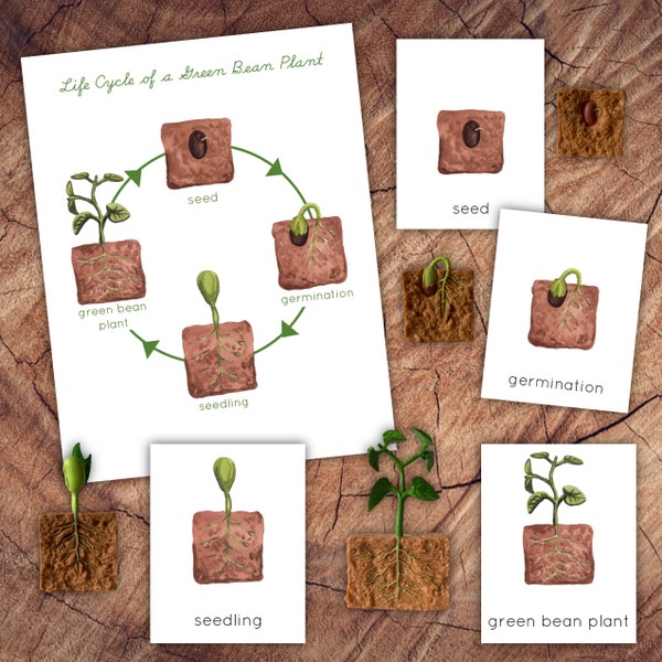 Life Cycle Green Bean Plant, DIGITAL 3 Part Cards