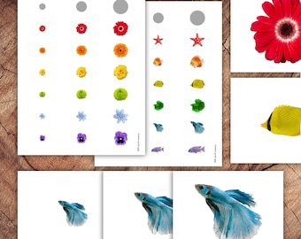 Size Sorting Cards, Fish, Flowers, Insects (Digital Download)